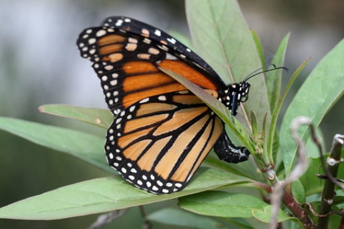 Butterfly laying few eggs