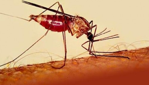 Elimination of Malaria