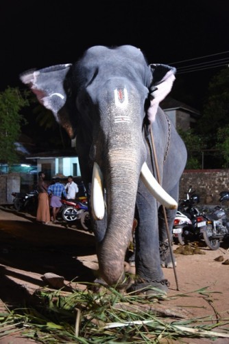 Tallest Elephant in Kerala - Pambady Rajan