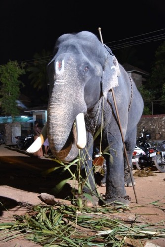 Tallest Elephant in Kerala - Pambady Rajan