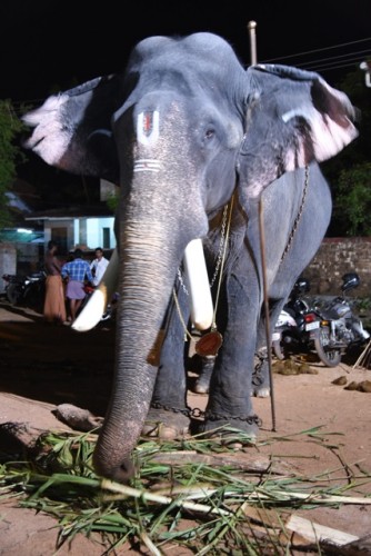 Tallest Elephant in Kerala - Pambady Rajan