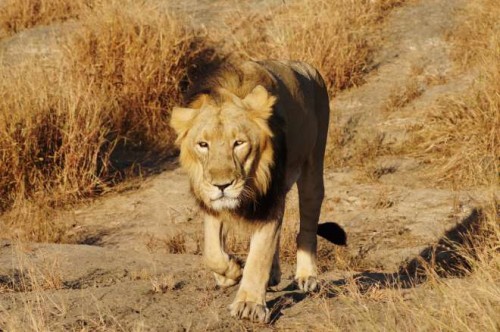 Lion in India