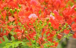 Gulmohar Flowers are Ready to Summer