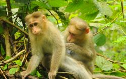 Monkeys Wants to be Photographed at Charpa ,Athirapilly