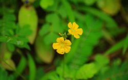 Flower and Leaves