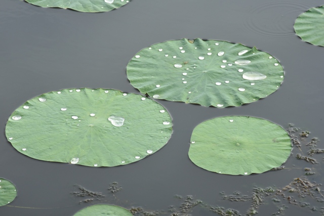 benefits-of-lotus-leaves