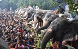 Anayoottu at Vadakumnatha Temple, Thrissur