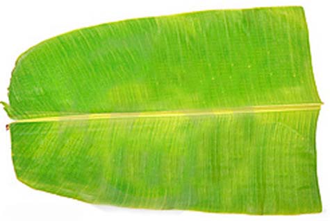 banana-leaf