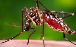 Dengue Mosquito: 4 Things You Must Know About Aedes Mosquitoes