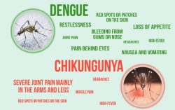 Death Caused by Dengue and Chikungunya in India