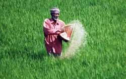 Govt planning for Direct Transfer of Fertilizer Subsidy