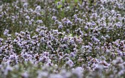 Strobilanthes kunthiana (Neelakurinji)