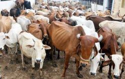 Govt Setting up two National Kamdhenu Breeding Centres