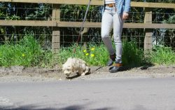 A young man takes a walk on the country-side