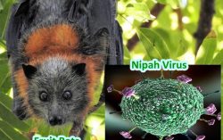 Nipah Virus: All you need to know