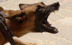 Dog Bite Law in Rhode Island versus Massachusetts Legal Analysis | d’Oliveira & Associates