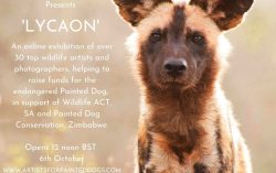 Leading Artists from Across the World Come Together for African Painted Dog Conservation