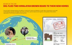 Bears in the air: DHL flies two Himalayan brown bears to their new homes