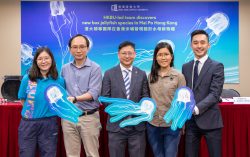 Hong Kong Baptist University-led team discovers new box jellyfish species in Mai Po Hong Kong