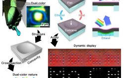 HKU Engineering researchers develop a soft colour-changing system that may lead to revolutionary optical devices