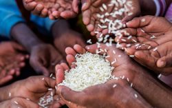 Bühler and dsm-firmenich join forces to advance efforts to combat hidden hunger in Nigeria