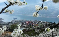 Blossoming plum adds tourism charm to west China’s Wushan County