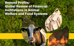 New Report from Sinergia Animal Reveals Financial Institution’s Lag in Animal Welfare and Food System Sustainability Policies