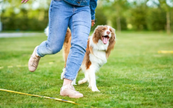 Simple Tips to Help Your Dog Relax and De-stress