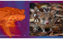 Colossal Biosciences’ Thylacine Gene-Editing Technologies Provide Hope for Australia’s Endangered Northern Quoll