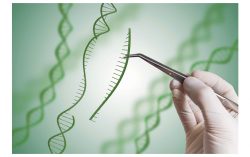 Syngenta opens rights to genome-editing and breeding technologies to boost agricultural innovation