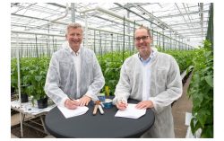 Bayer and Solynta Collaborate to Advance True Potato Seed in Smallholder Markets