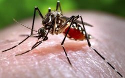 Understanding Zika Virus: Transmission, Symptoms, Pregnancy Risks, Prevention, and Global Impact