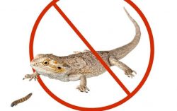 Proven Methods to Deter and Control Lizards Indoors