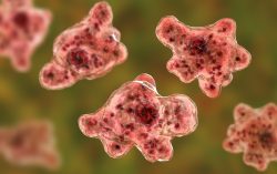 Naegleria fowleri: The Brain-Eating Amoeba – Risks, Symptoms, and Prevention