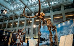 In Celebration of Sotheby’s Maison Opening Sotheby’s and LANDMARK Unveil the Largest Woolly Mammoth Public Showcase in Hong Kong