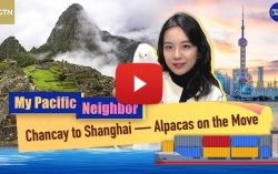 Chancay to Shanghai — Alpacas on the Move