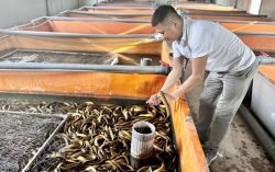 Vietnam boosts eel exports by improving quality standards