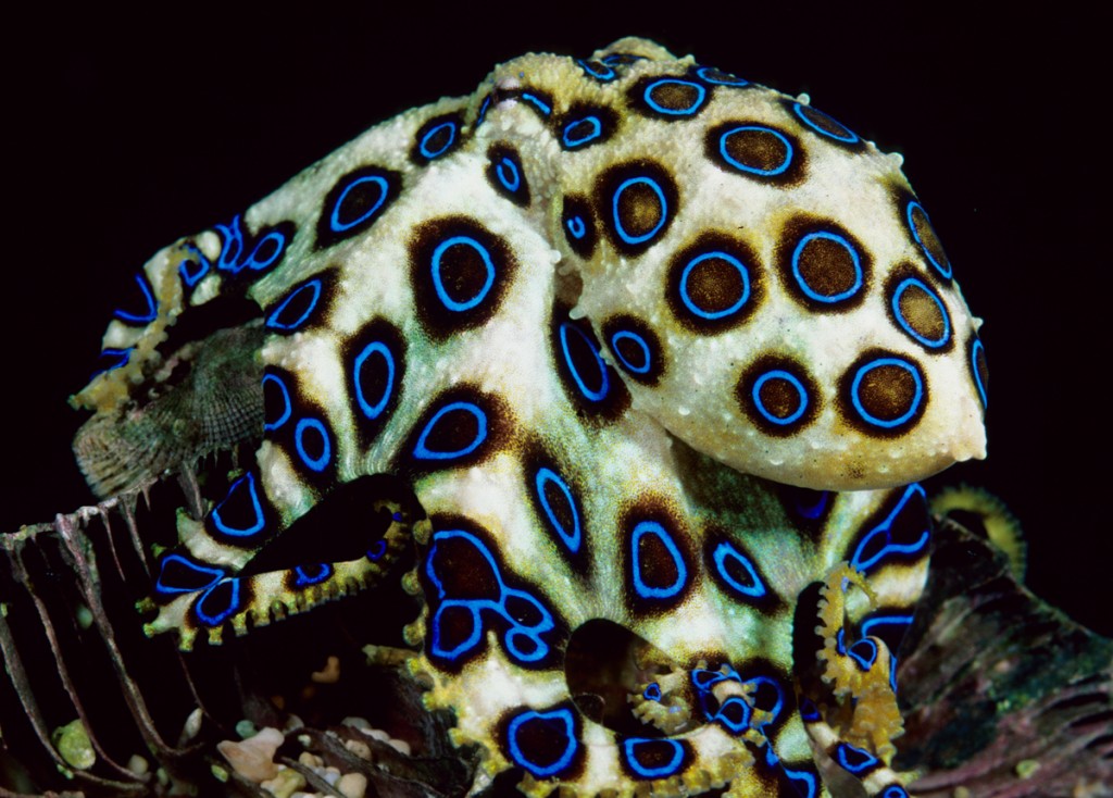 Blue-Ringed Octopus