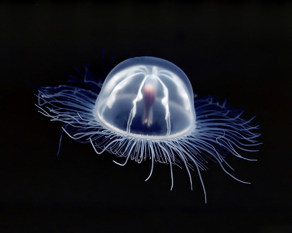 Box Jellyfish